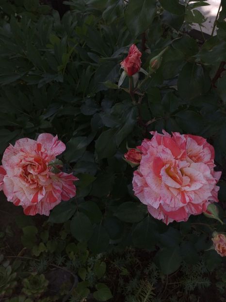  - Sărbători fericite 2019