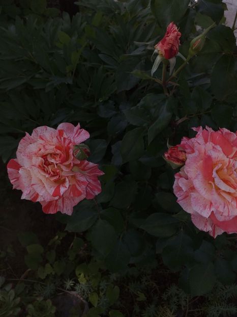  - Sărbători fericite 2019