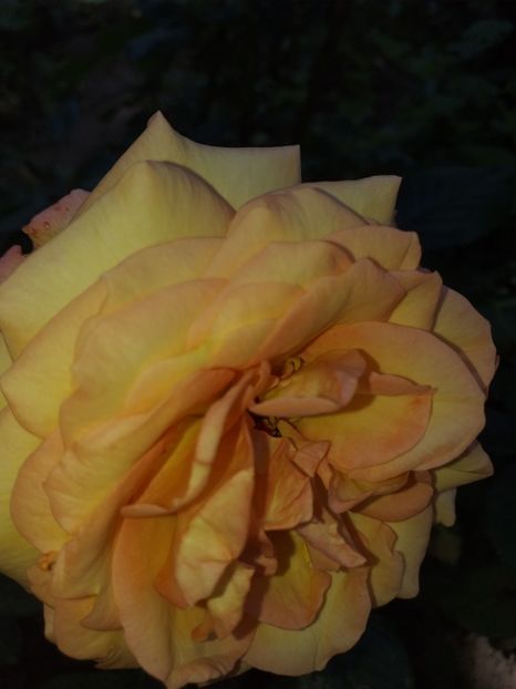  - Sărbători fericite 2019