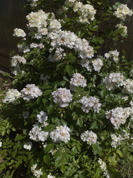  - Sărbători fericite 2019