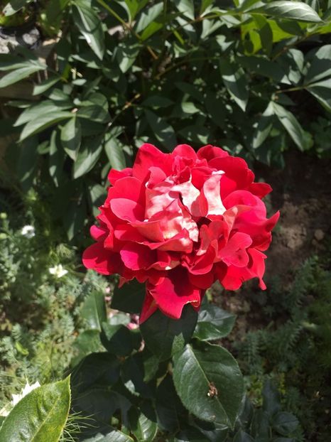  - Sărbători fericite 2019