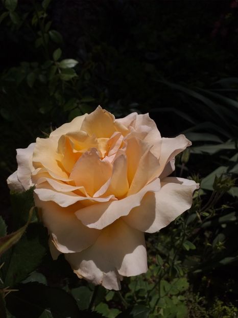  - Sărbători fericite 2019