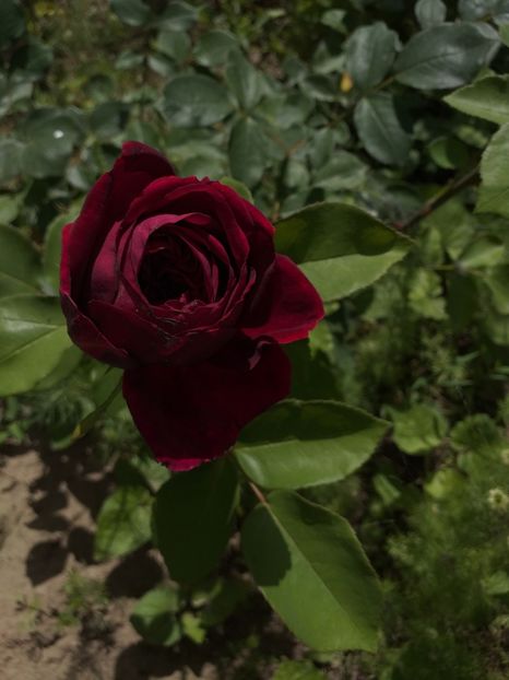  - Sărbători fericite 2019