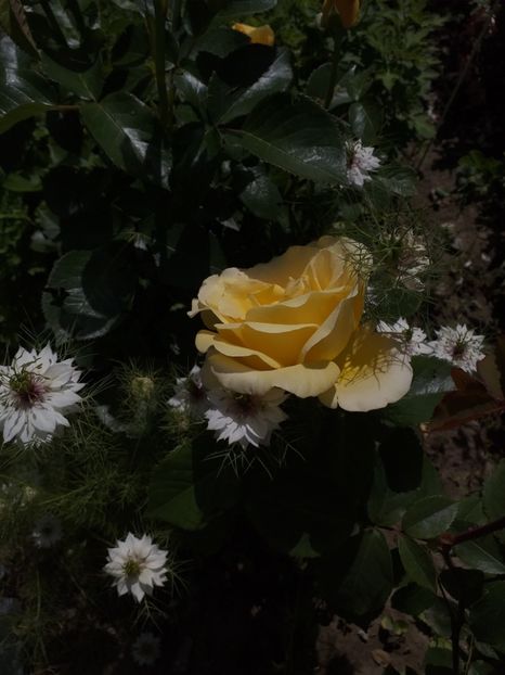  - Sărbători fericite 2019