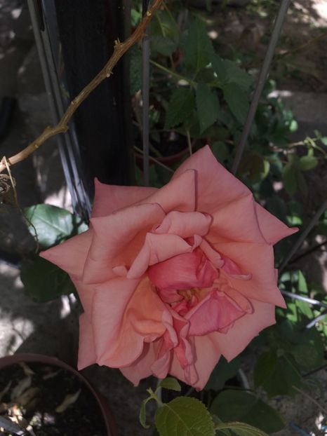  - Sărbători fericite 2019