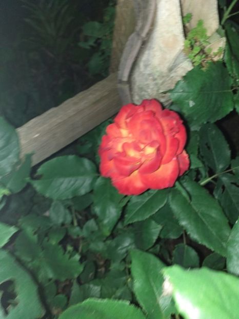  - Sărbători fericite 2019