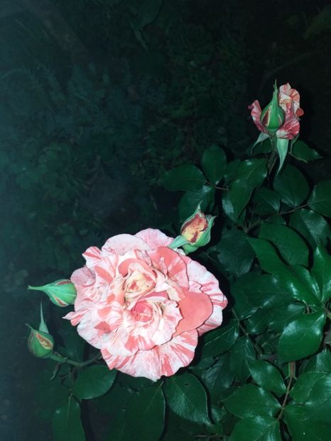  - Sărbători fericite 2019