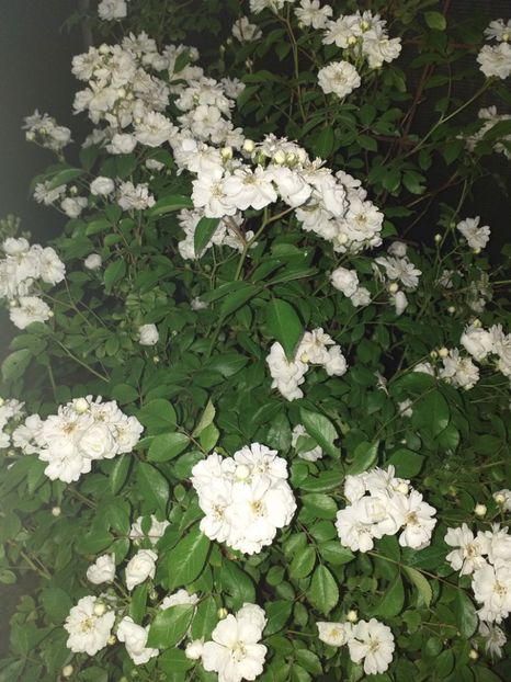  - Sărbători fericite 2019