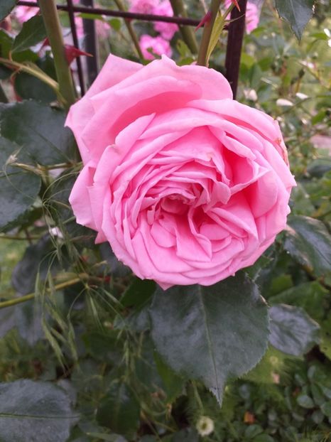  - Sărbători fericite 2019