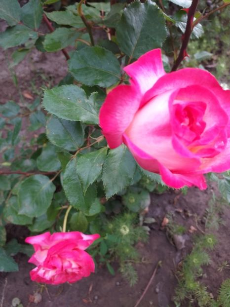  - Sărbători fericite 2019