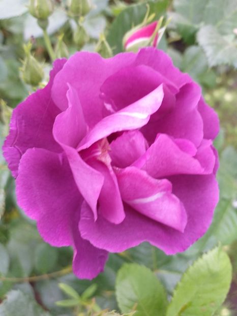  - Sărbători fericite 2019