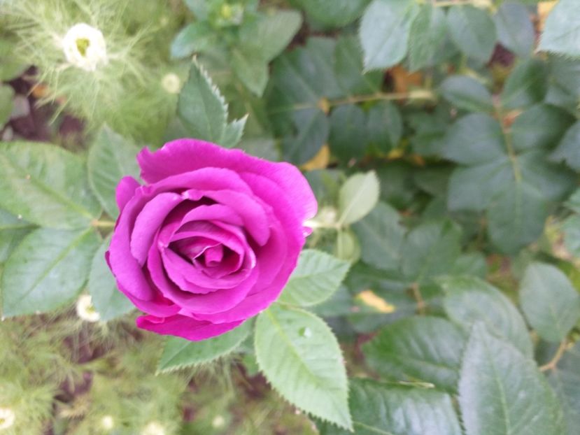  - Sărbători fericite 2019