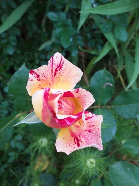  - Sărbători fericite 2019