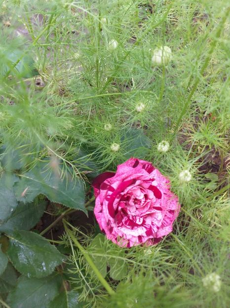  - Sărbători fericite 2019