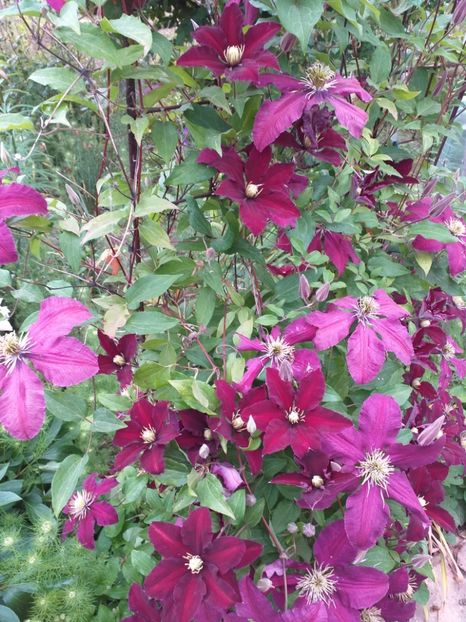  - Sărbători fericite 2019