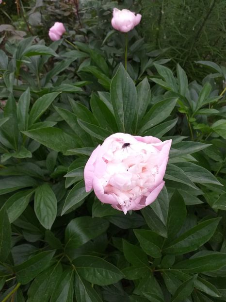  - Sărbători fericite 2019