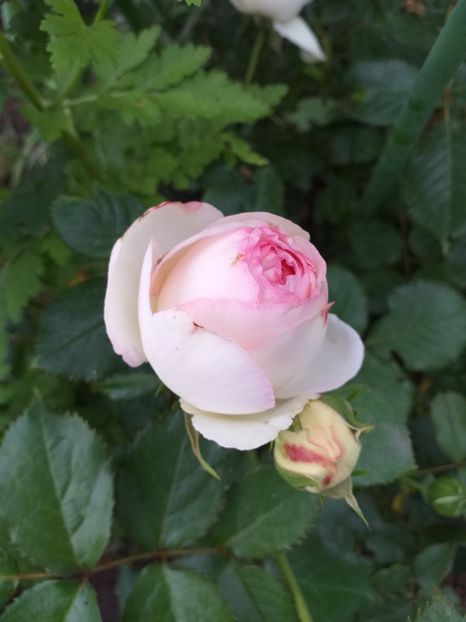  - Sărbători fericite 2019