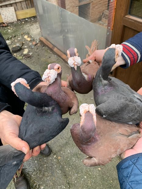 950029F6-1252-4AC7-ACD7-378A1C4D45B9 - Carier 2019