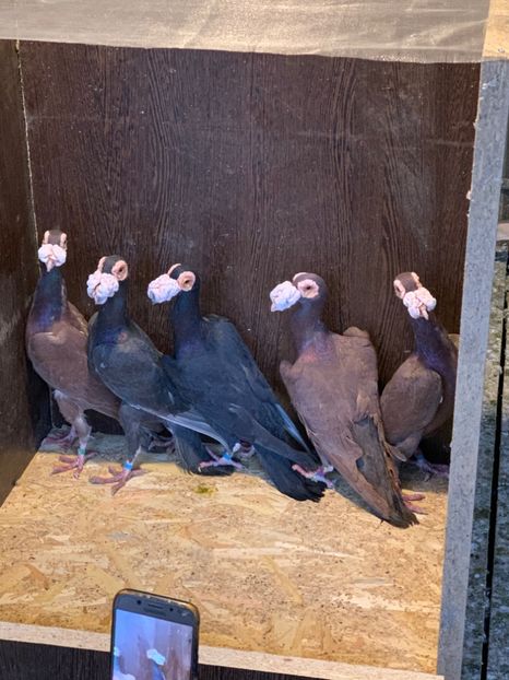 4AD0EE7B-0F31-4917-BAFE-B51114FEE5CF - Carier 2019