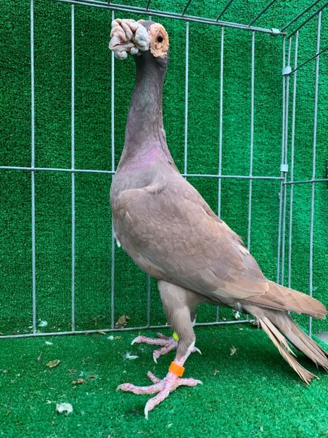 72336207-8351-4DEE-A802-B253B1A08902 - Carier 2019