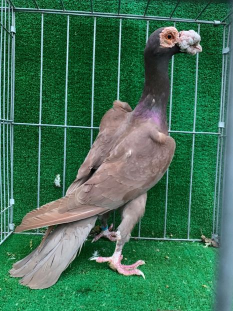 69F35C25-1B5A-4DA7-863C-21A12AB3B1C0 - Carier 2019