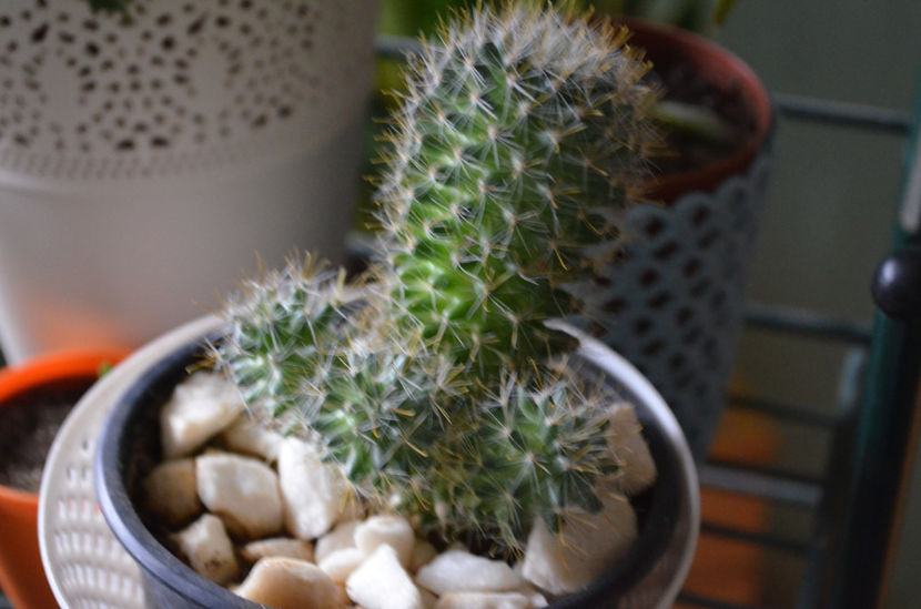  - suculente si cactusi