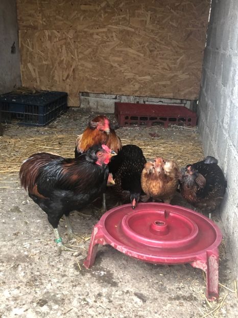 Araucana Galben și Sălbatic - 2020 Araucana Sălbatic Willd și Gold