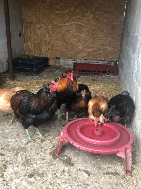 Araucana Galben și Sălbatic - 2020 Araucana Sălbatic Willd și Gold