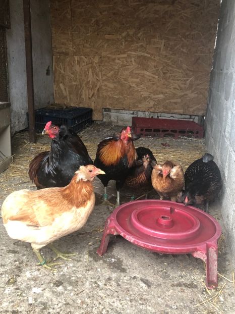 Araucana Galben și Sălbatic - 2020 Araucana Sălbatic Willd și Gold