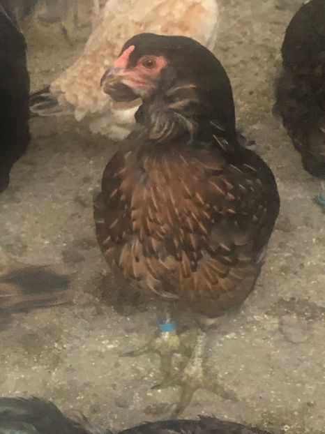 Araucana Sălbatic - 2020 Araucana Sălbatic Willd și Gold