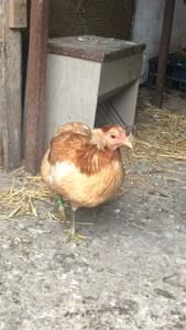 Araucana Gold Galben - 2020 Araucana Sălbatic Willd și Gold
