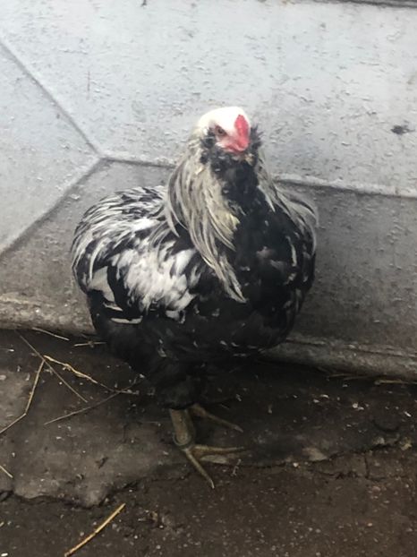 Araucana Argintiu - 2020 Araucana Silberhalsig Argintiu