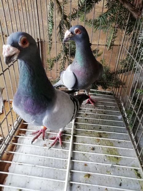  - Porumbei voiajori de stil vechi 2019