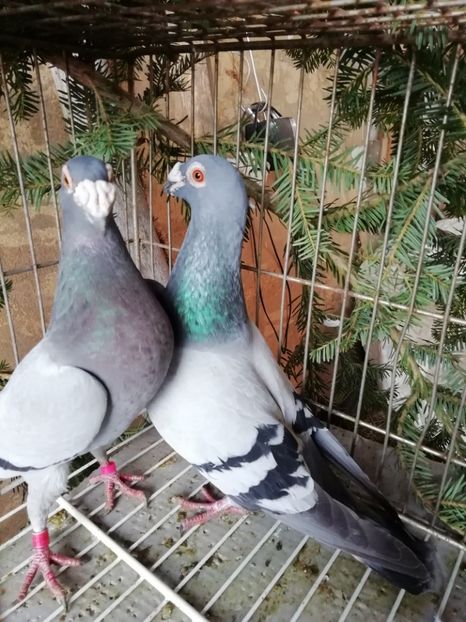  - Porumbei voiajori de stil vechi 2019