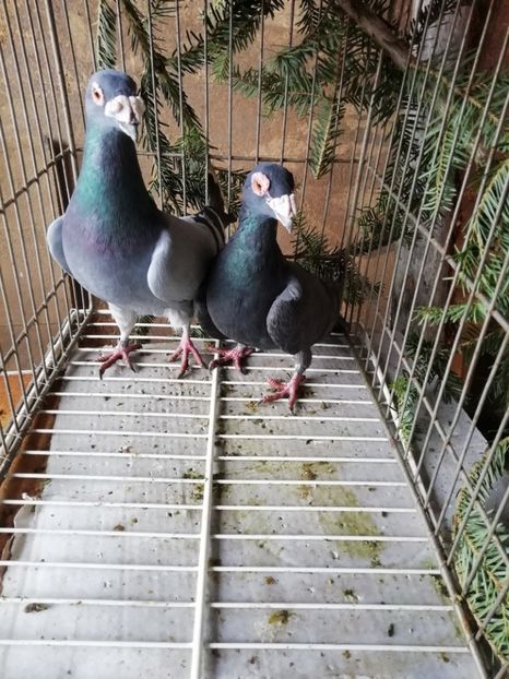  - Porumbei voiajori de stil vechi 2019