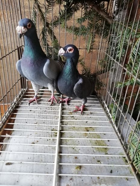  - Porumbei voiajori de stil vechi 2019