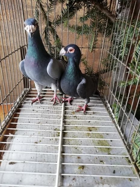  - Porumbei voiajori de stil vechi 2019