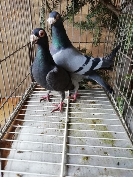  - Porumbei voiajori de stil vechi 2019