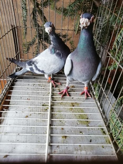  - Porumbei voiajori de stil vechi 2019
