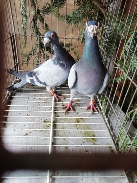  - Porumbei voiajori de stil vechi 2019