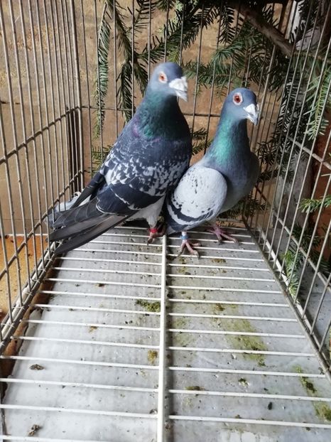  - Porumbei voiajori de stil vechi 2019