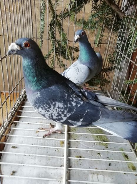  - Porumbei voiajori de stil vechi 2019