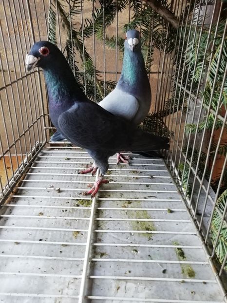  - Porumbei voiajori de stil vechi 2019