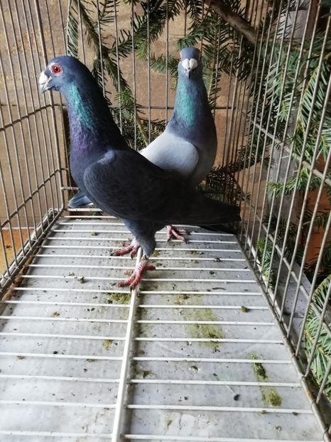  - Porumbei voiajori de stil vechi 2019