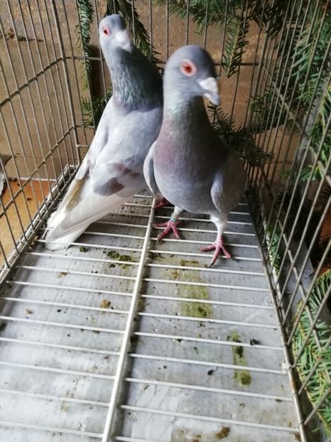 - Porumbei voiajori de stil vechi 2019
