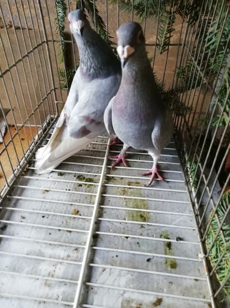  - Porumbei voiajori de stil vechi 2019