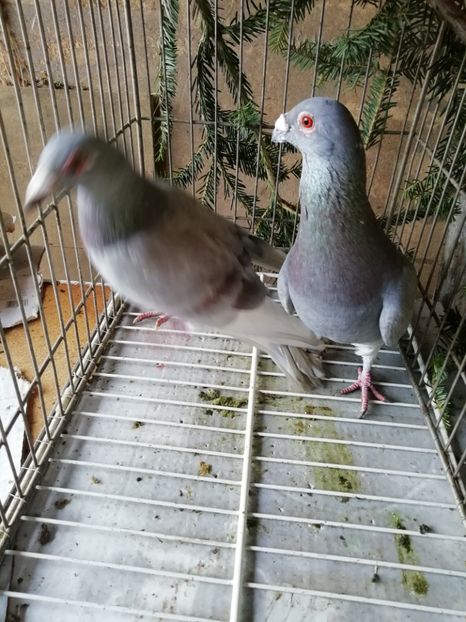  - Porumbei voiajori de stil vechi 2019