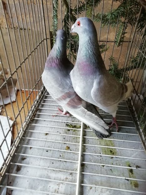  - Porumbei voiajori de stil vechi 2019