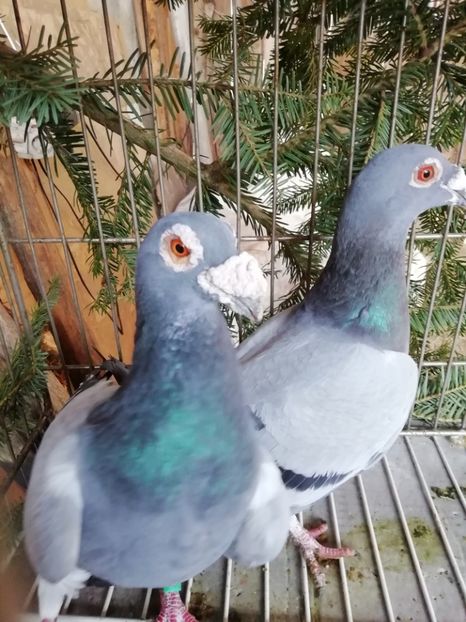  - Porumbei voiajori de stil vechi 2019
