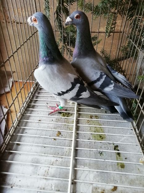  - Porumbei voiajori de stil vechi 2019